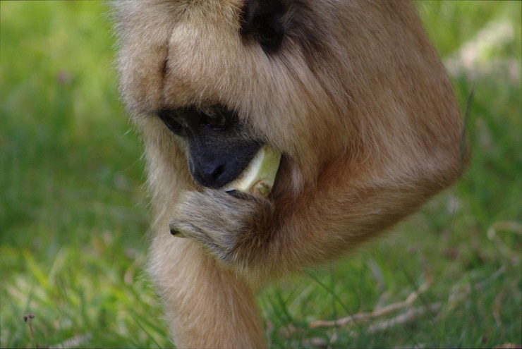 Foto close-up de macaco comendo