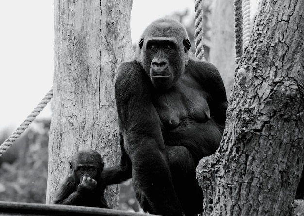 Foto close-up de macaco em árvore