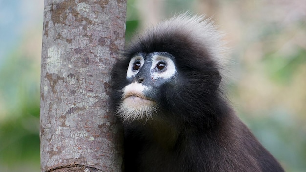 Close-up de macaco no tronco de uma árvore