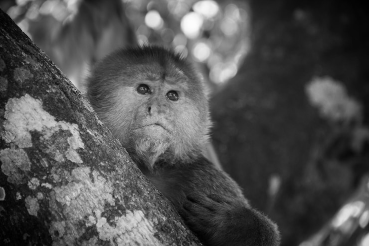 Foto close-up de macaco olhando para outro lado