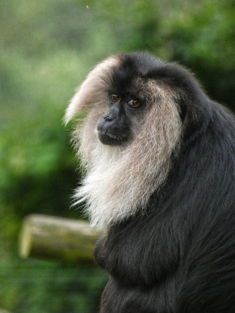 Foto close-up de macaco olhando para outro lado