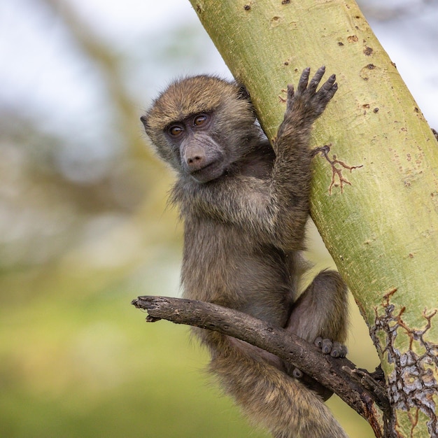 Close-up de macaco sentado no tronco de uma árvore