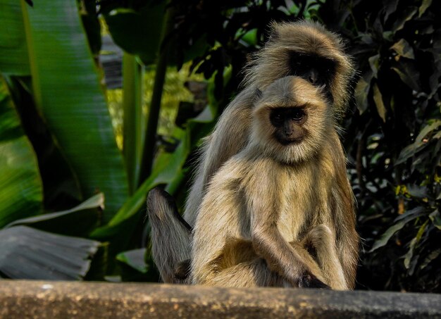 Foto close-up de macaco