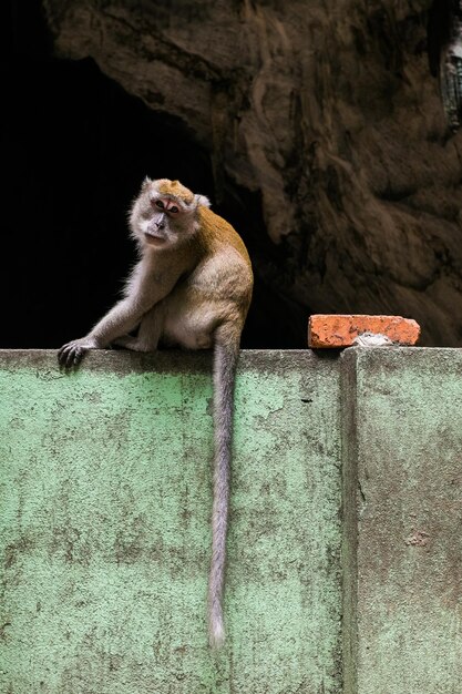 Foto close-up de macaco