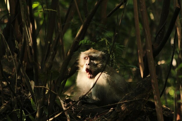 Close-up de macacos na grama