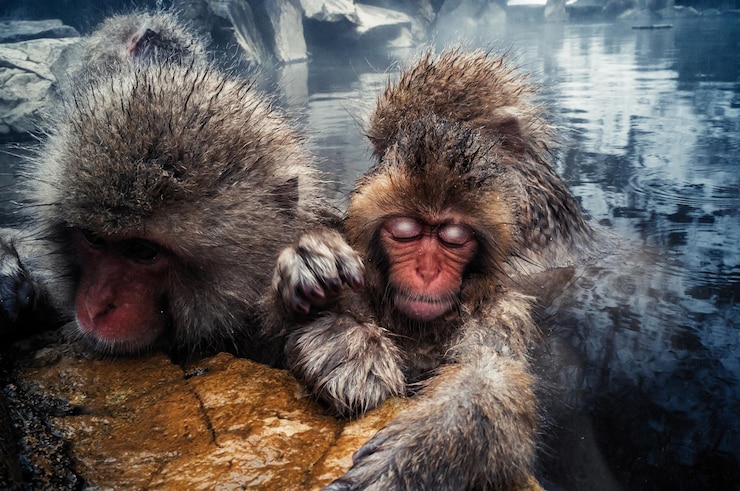 Foto close-up de macacos relaxando em uma fonte termal