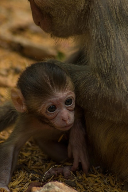 Foto close-up de macacos