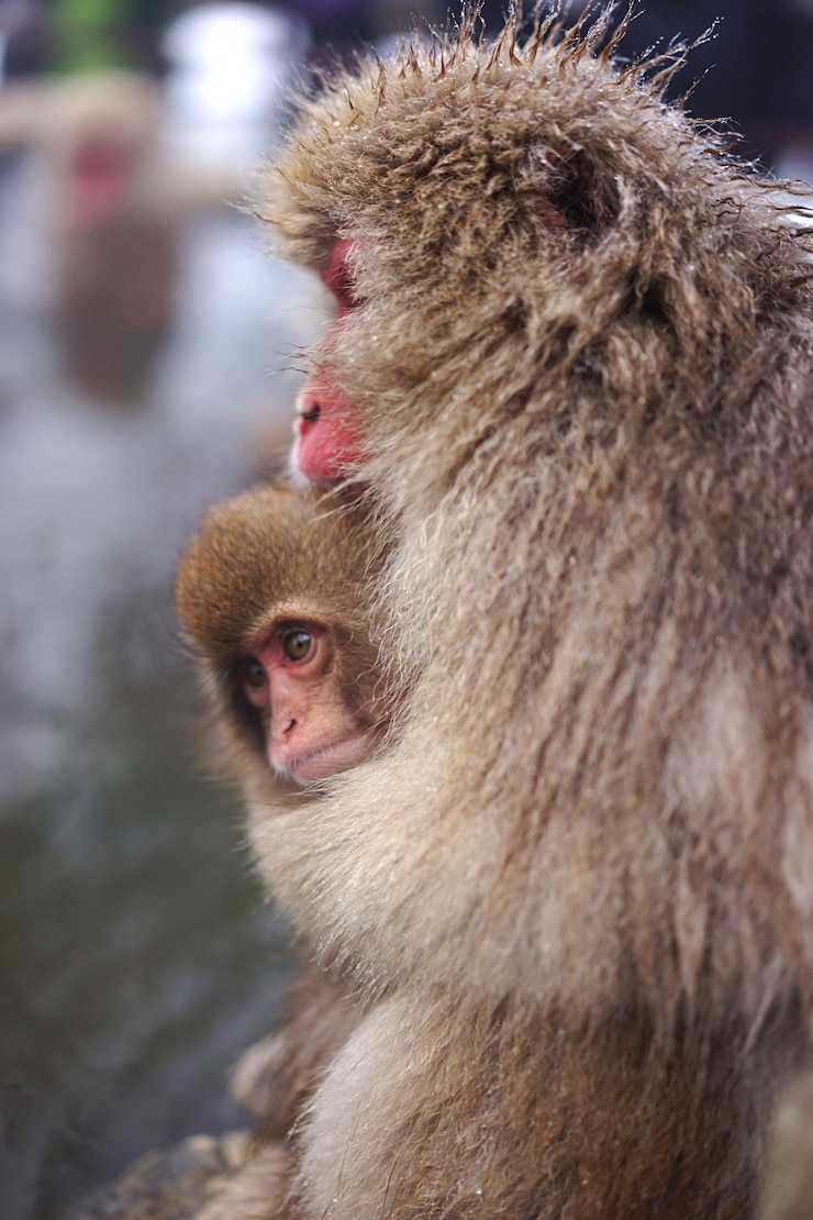 Foto close-up de macacos