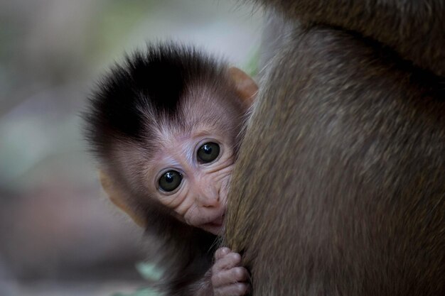 Foto close-up de macacos