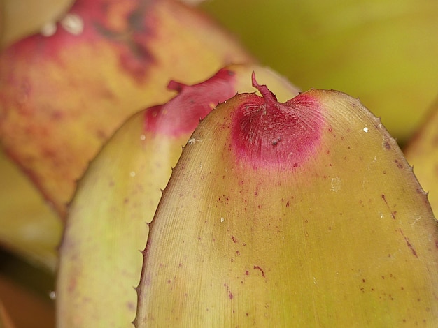 Close-up de maçãs na planta