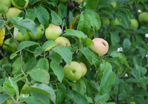 Close up de maçãs verdes, detalhe de galho de árvore