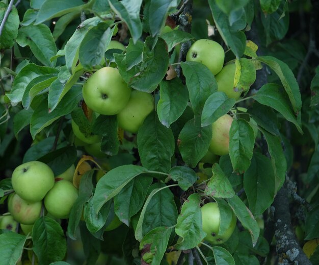 Close up de maçãs verdes, detalhe de galho de árvore