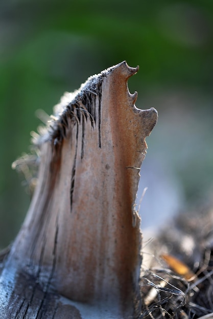 Foto close-up de madeira