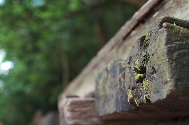 Close-up de madeira