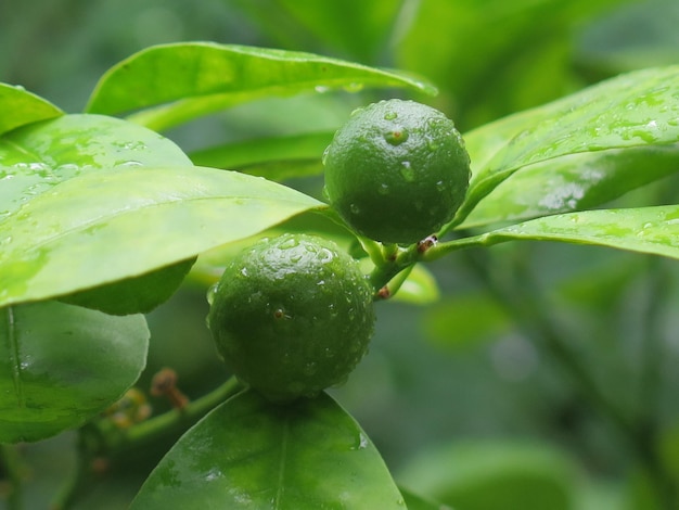 Close-up de mandarina não madura molhada crescendo em uma árvore