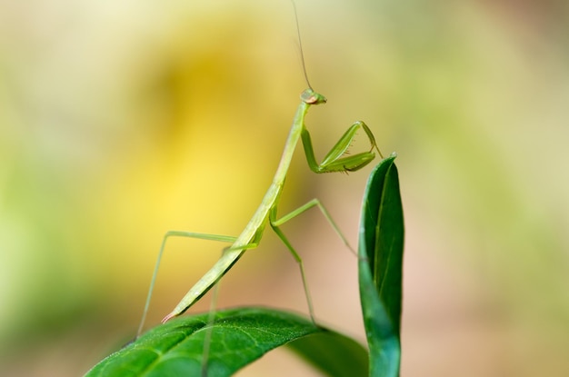 Close-up de mantis orantes em folhas