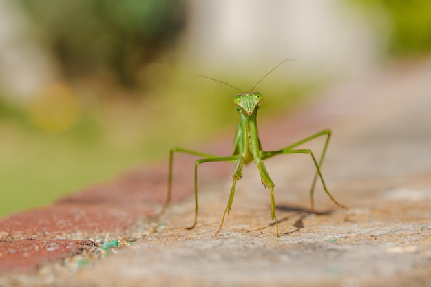 Close-up de mantis orantes na parede