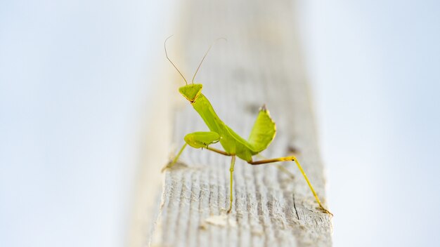 Close up de mantis verde (Mantis religiosa) Sochi, Rússia