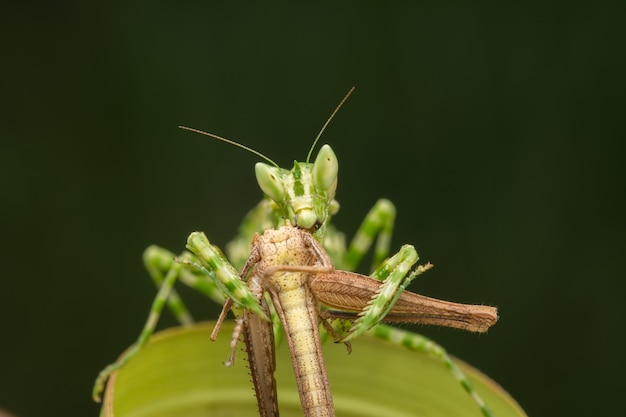 Close-up de mantis