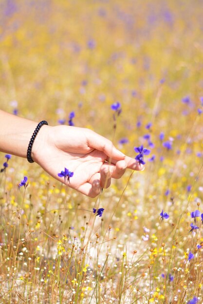 Foto close-up de mão de pessoa segurando flores roxas no campo