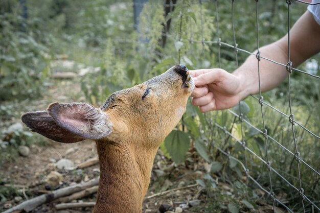 Foto close-up de mão humana alimentando ao ar livre