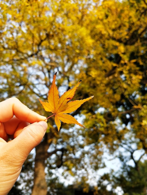 Foto close-up de mão humana segurando folha de bordo contra árvores durante o outono