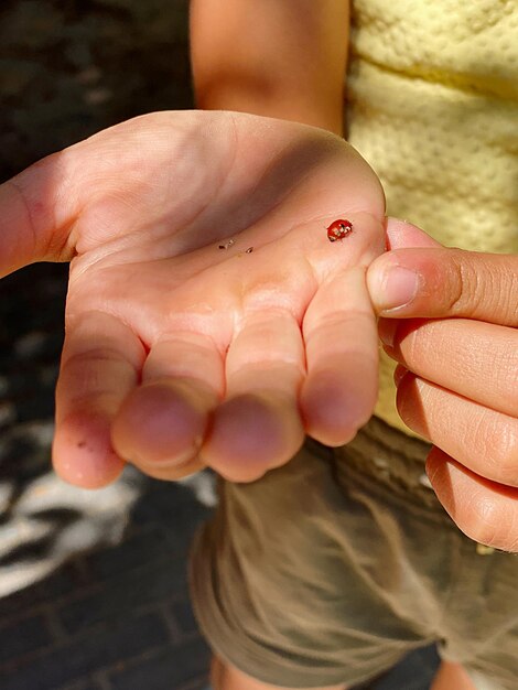 Foto close-up de mão humana segurando pequeno