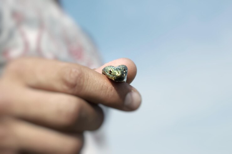 Foto close-up de mão humana segurando uma pequena cobra contra o céu