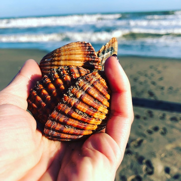 Foto close-up de mão segurando concha na praia