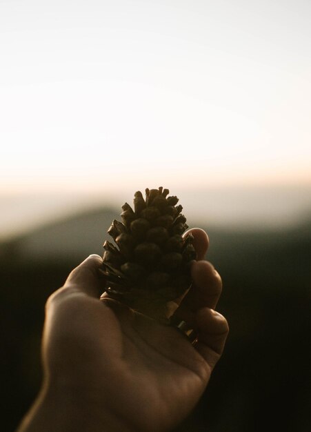 Foto close-up de mão segurando cone de pinheiro contra o céu