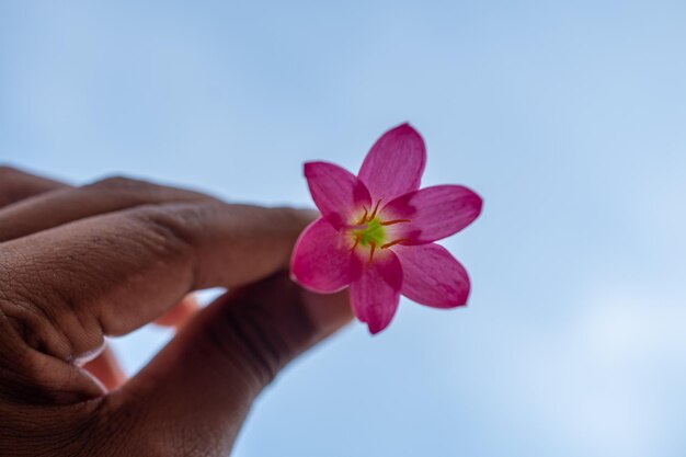 Foto close-up de mão segurando flor rosa contra o céu azul