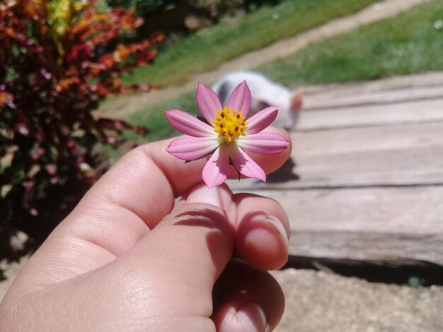 Foto close-up de mão segurando flor roxa