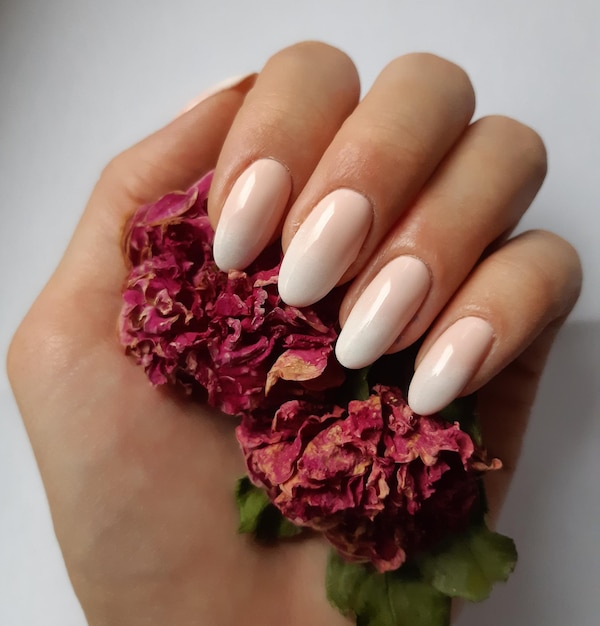 Close-up de mão segurando flores cor-de-rosa sobre fundo branco