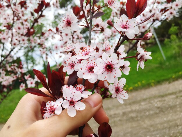 Foto close-up de mão segurando flores de cerejeira na primavera