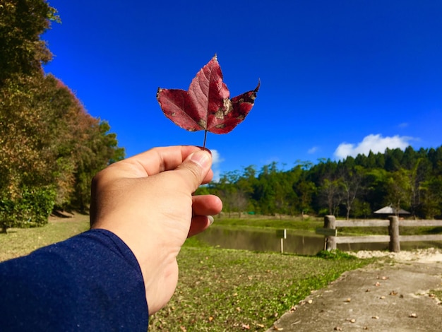 Foto close-up de mão segurando folha de bordo no campo contra o céu azul