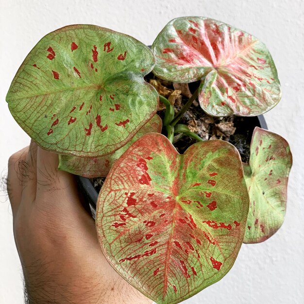 Foto close-up de mão segurando fruta contra fundo branco