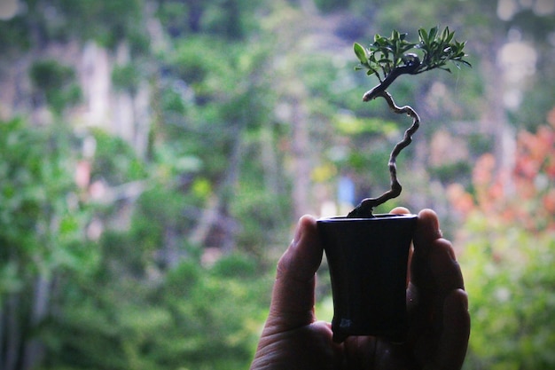 Foto close-up de mão segurando pequena planta em vaso