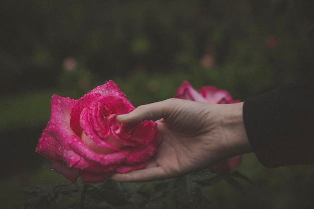 Foto close-up de mão segurando rosa rosa