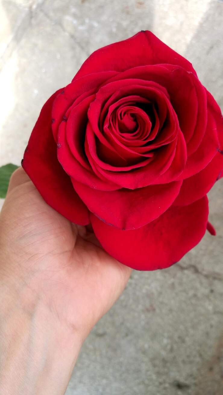 Foto close-up de mão segurando rosa