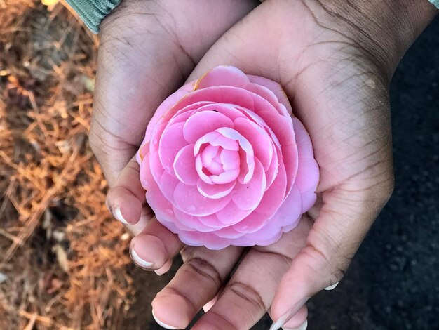 Foto close-up de mão segurando uma flor de rosa rosa