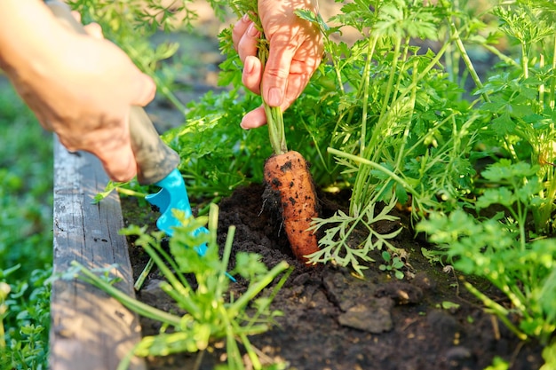 Close-up de mãos com espátula cavando cenouras maduras no leito do jardim