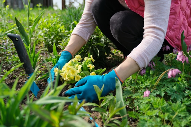 Close-up de mãos de mulher plantando flores de prímula amarela no jardim