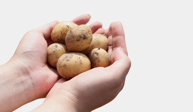 Close-up de mãos de uma mulher fazendeira em um fundo branco mostrando uma pilha de batatas cruas frescas sendo colhidas em um jardim de campo rural no momento Coleção de legumes orgânicos Alimentação saudável