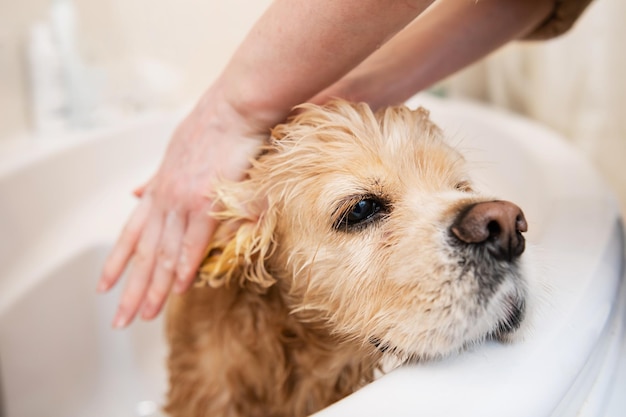 Close-up de mãos femininas estão lavando orelhas de cachorro no banheiro