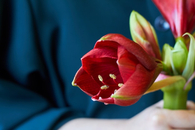 Close-up de mãos femininas mantém uma flor hippeastrum vermelho sobre um fundo escuro, foco seletivo