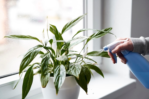 Close up de mãos humanas regando plantas de casa no parapeito da janela em casa