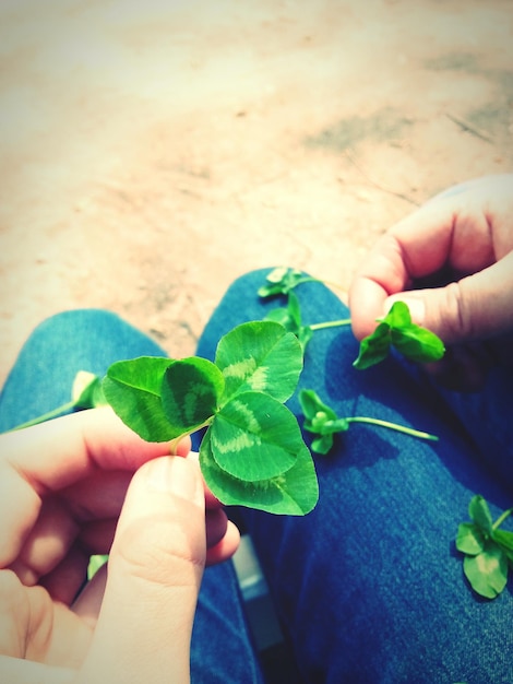 Foto close-up de mãos segurando planta