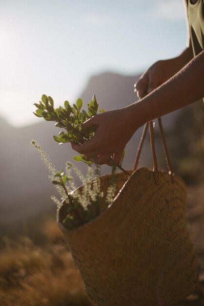 Foto close-up de mãos segurando planta