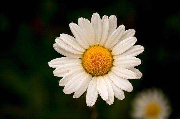 Close-up de margarida branca