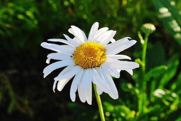 Close-up de margarida branca